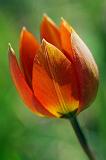 Backlit Orange Tulip_48546